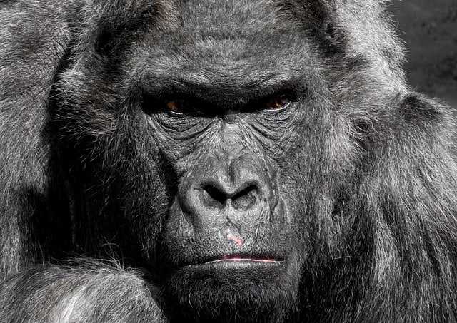 600 pound gorilla illustration not enough drilling jobs