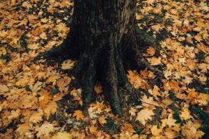 Directional Drilling: Everything You Ever Wanted To Know